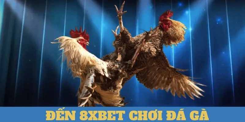  Giới thiệu về đá gà 8Xbet