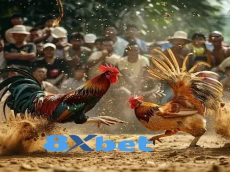 Đá gà 8xbet – Trải nghiệm cá cược đỉnh cao với nền tảng hiện đại